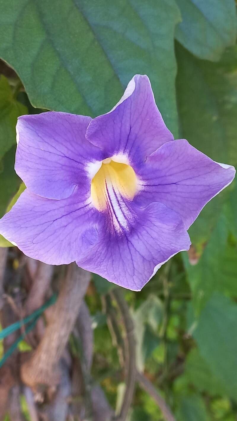 Thunbergia grandiflora