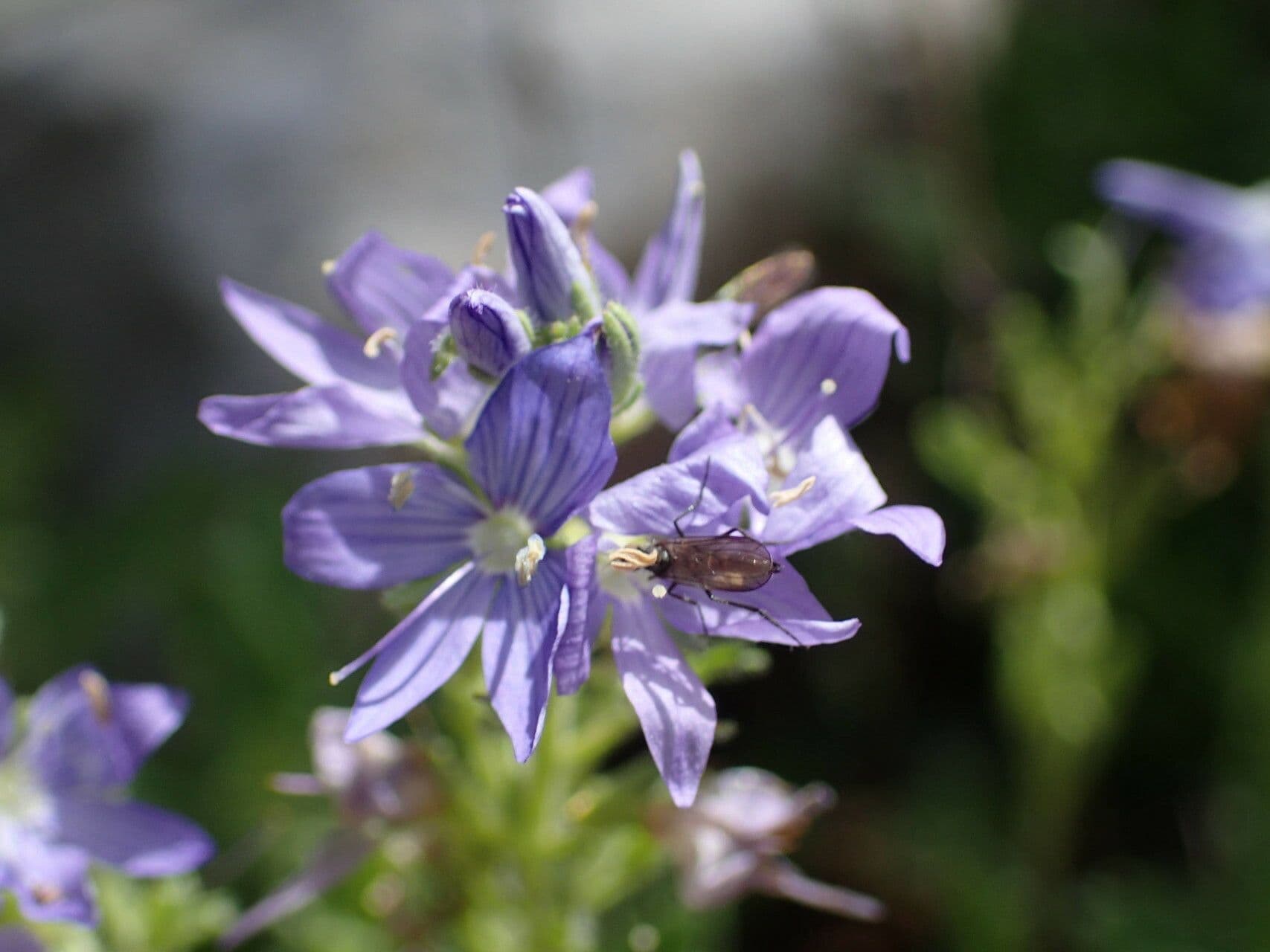 Veronica orsiniana