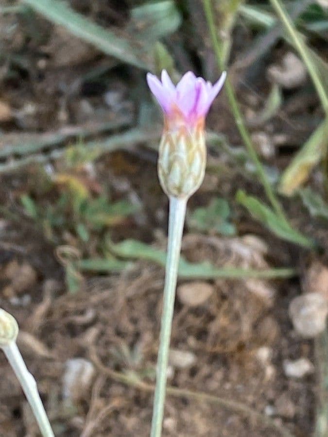 Xeranthemum cylindraceum