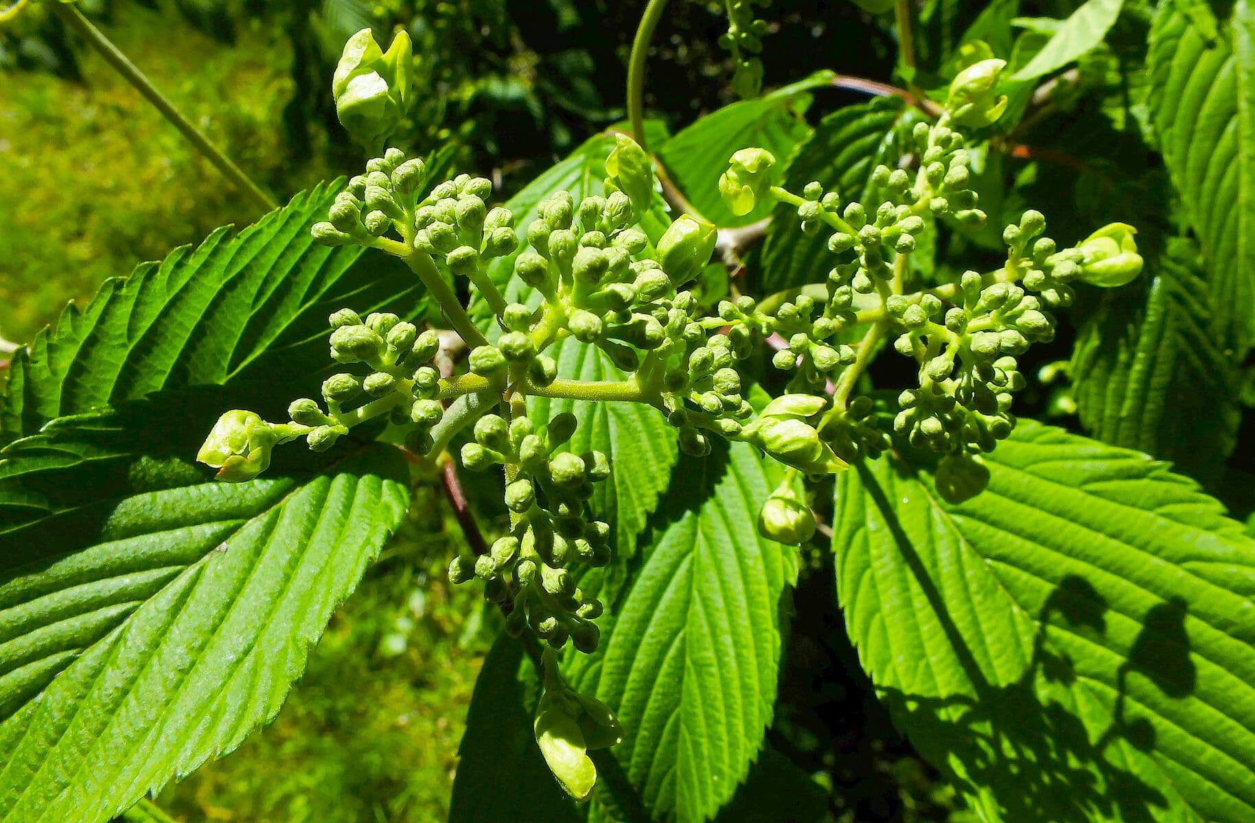 Viburnum sieboldii