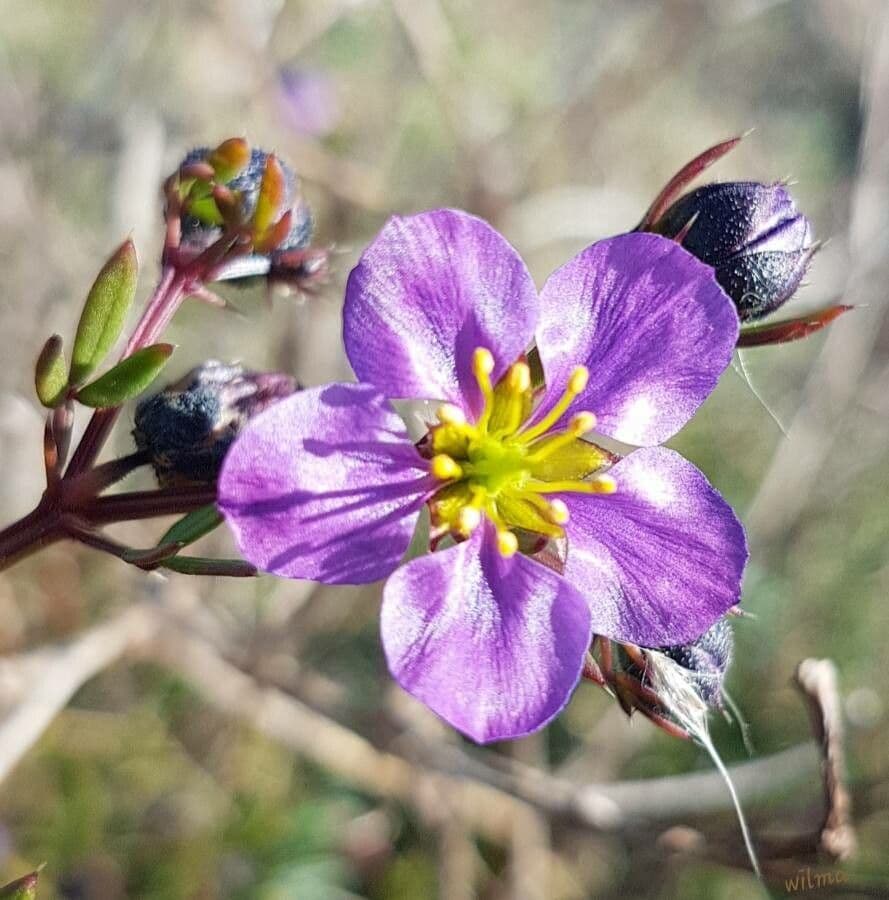 Zygophyllum creticum