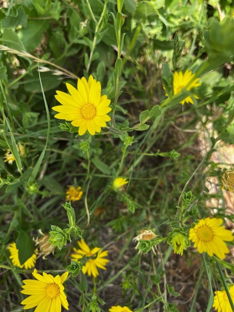 Xanthisma texanum