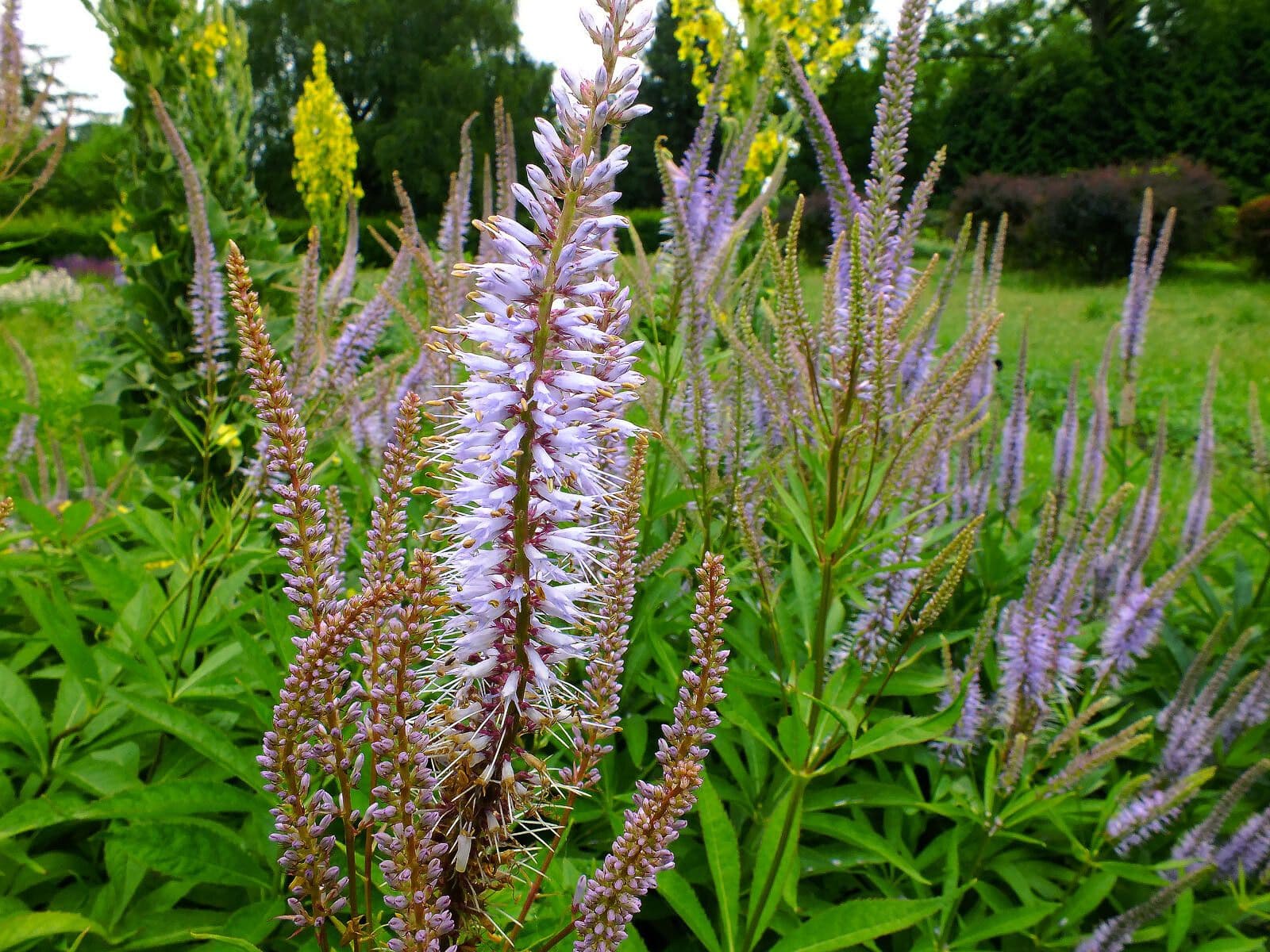 Veronicastrum sibiricum