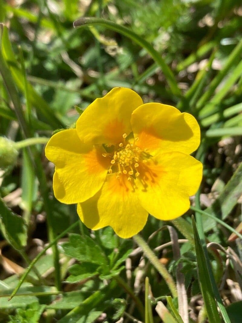 Potentilla aurea