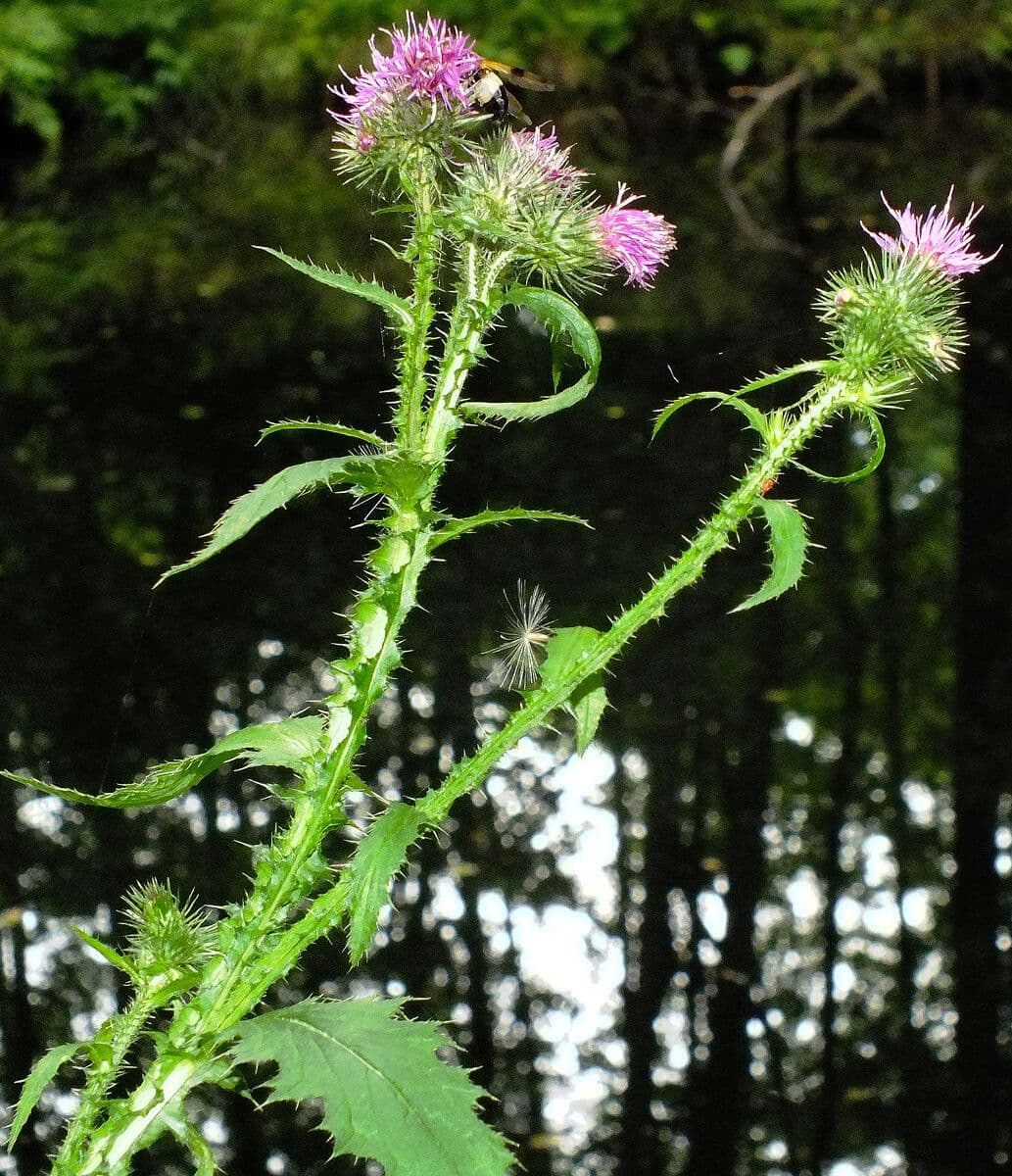 Carduus crispus