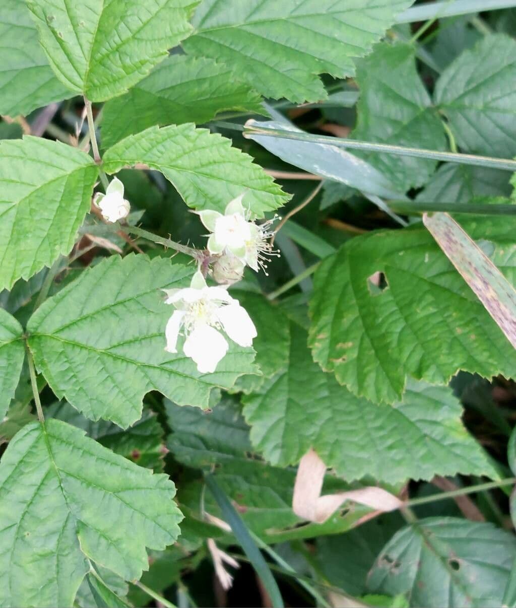 Rubus caesius