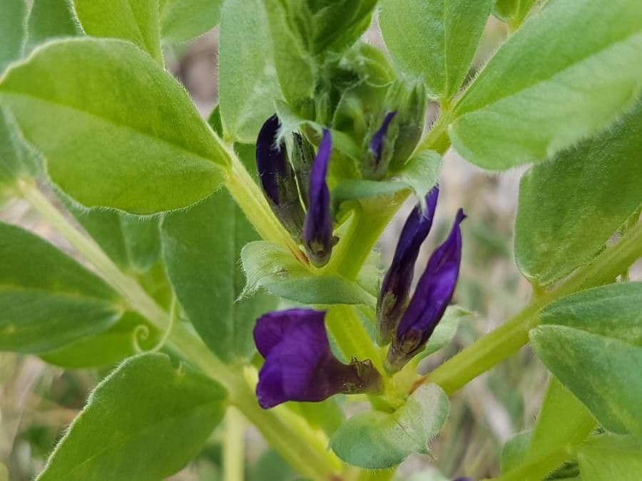 Vicia narbonensis