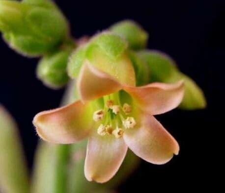 Cotyledon tomentosa