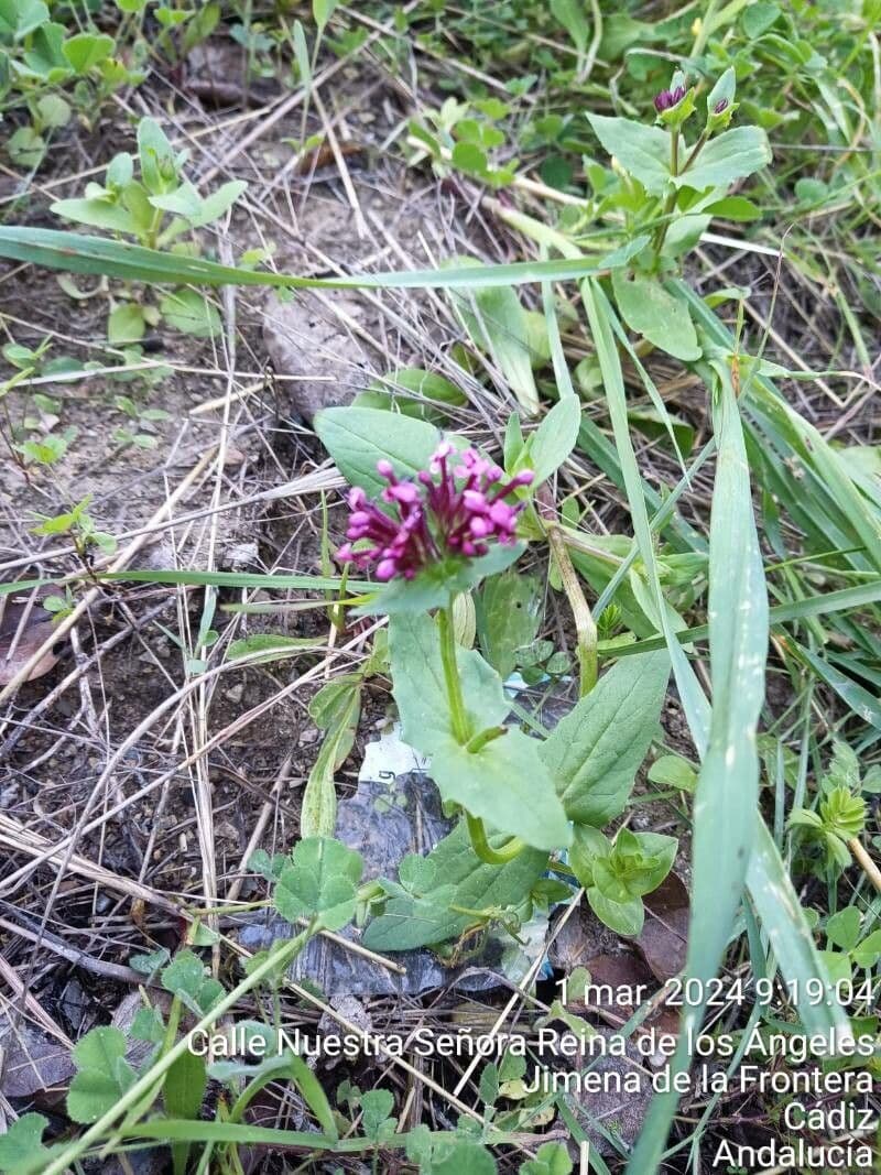 Valeriana cornucopiae