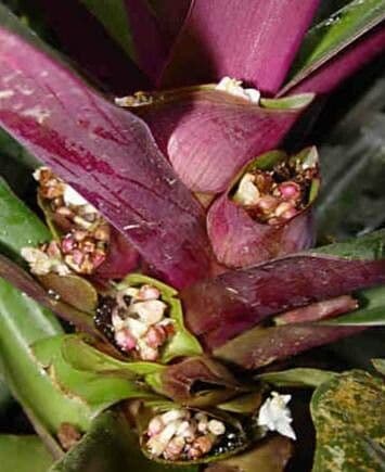 Tradescantia spathacea