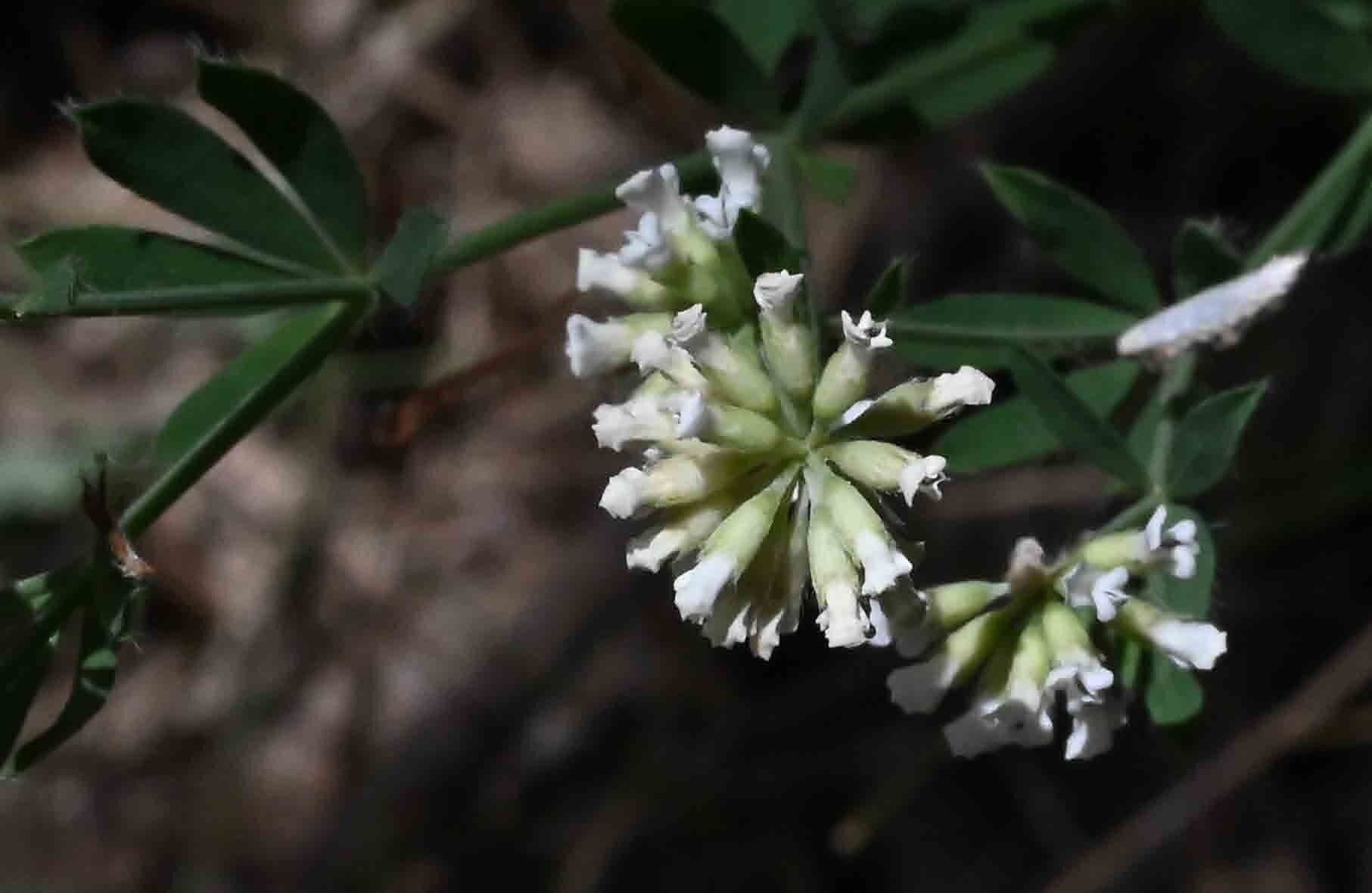 Lotus dorycnium