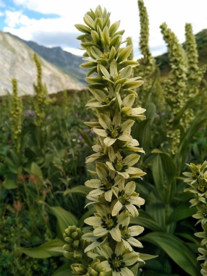 Veratrum album