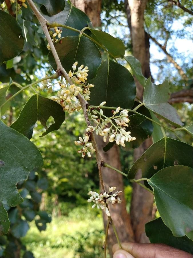 Pterocarpus rotundifolius