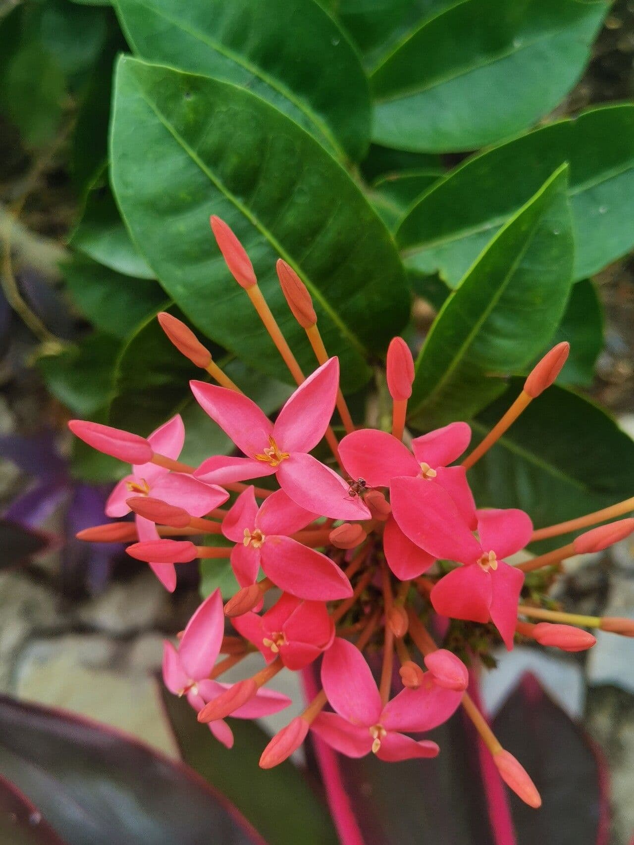 Ixora chinensis