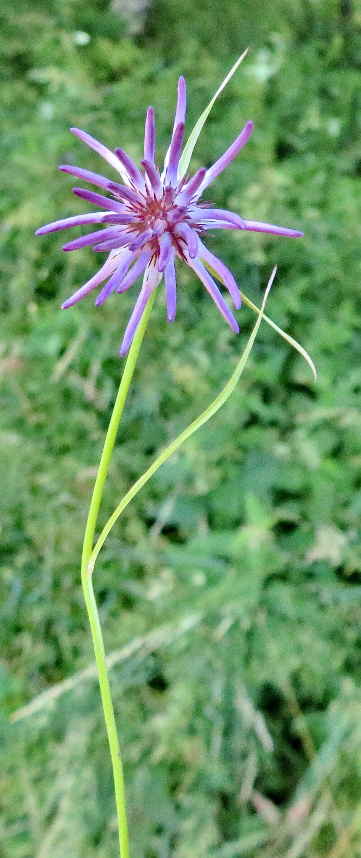 Phyteuma scheuchzeri