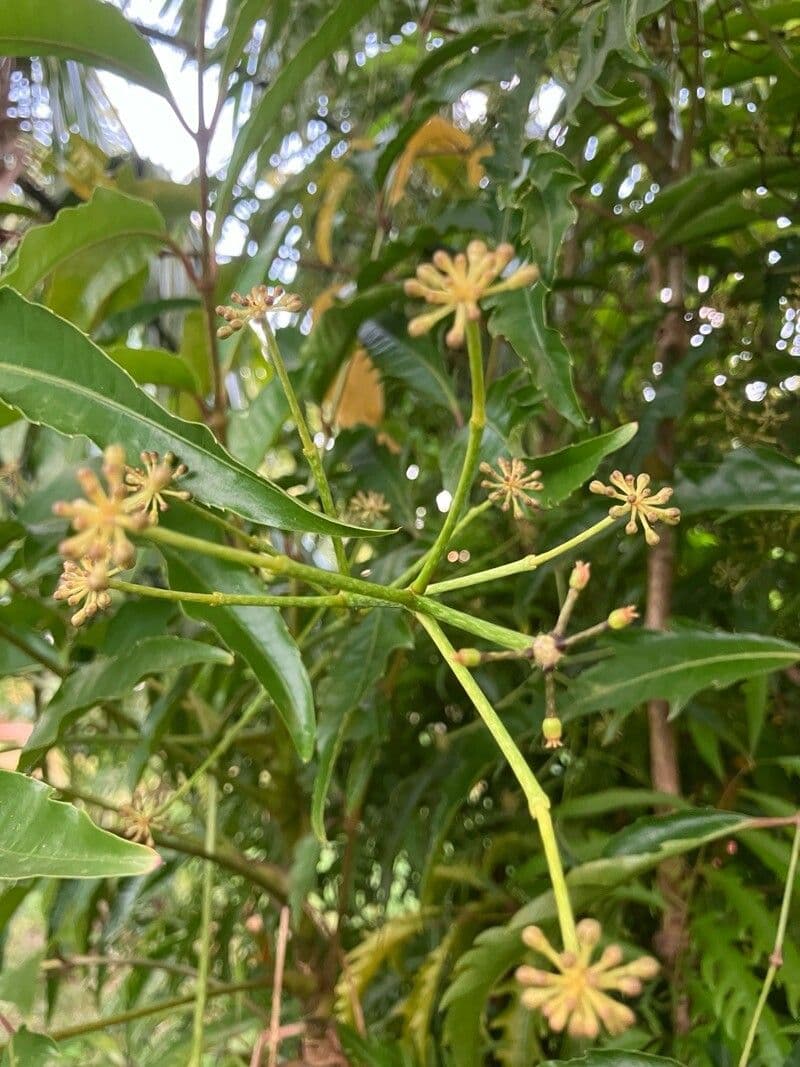 Polyscias fruticosa