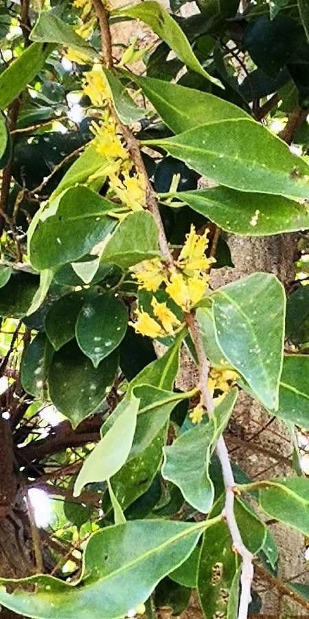 Ficus microcarpa