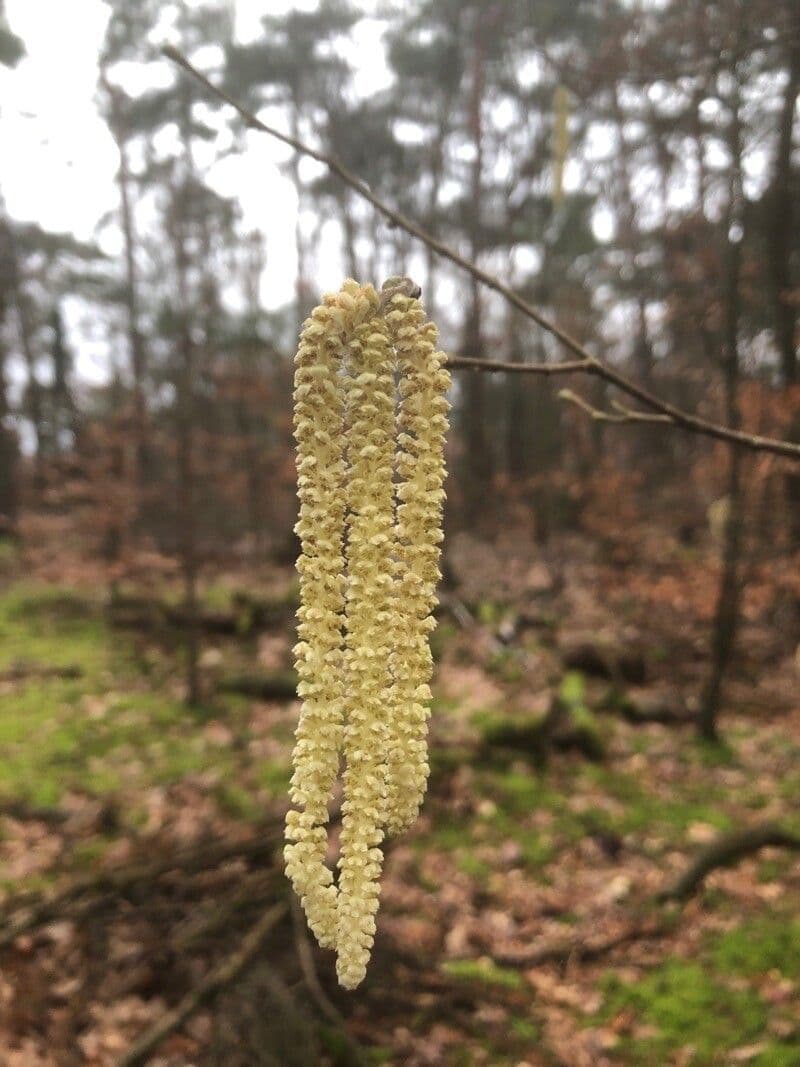 Corylus avellana