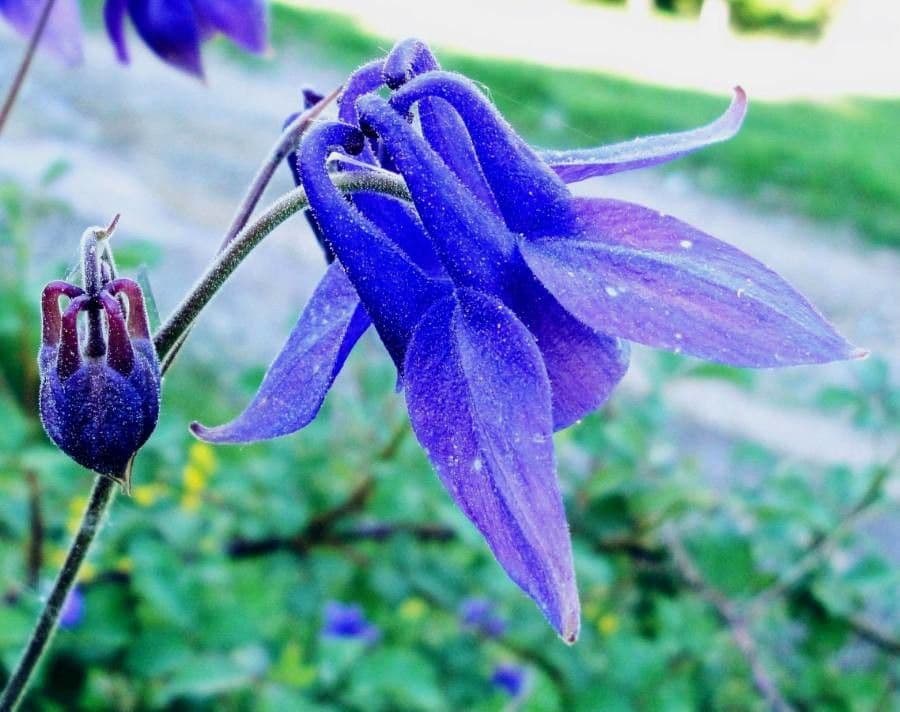 Aquilegia vulgaris