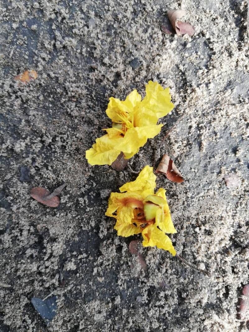 Peltophorum pterocarpum