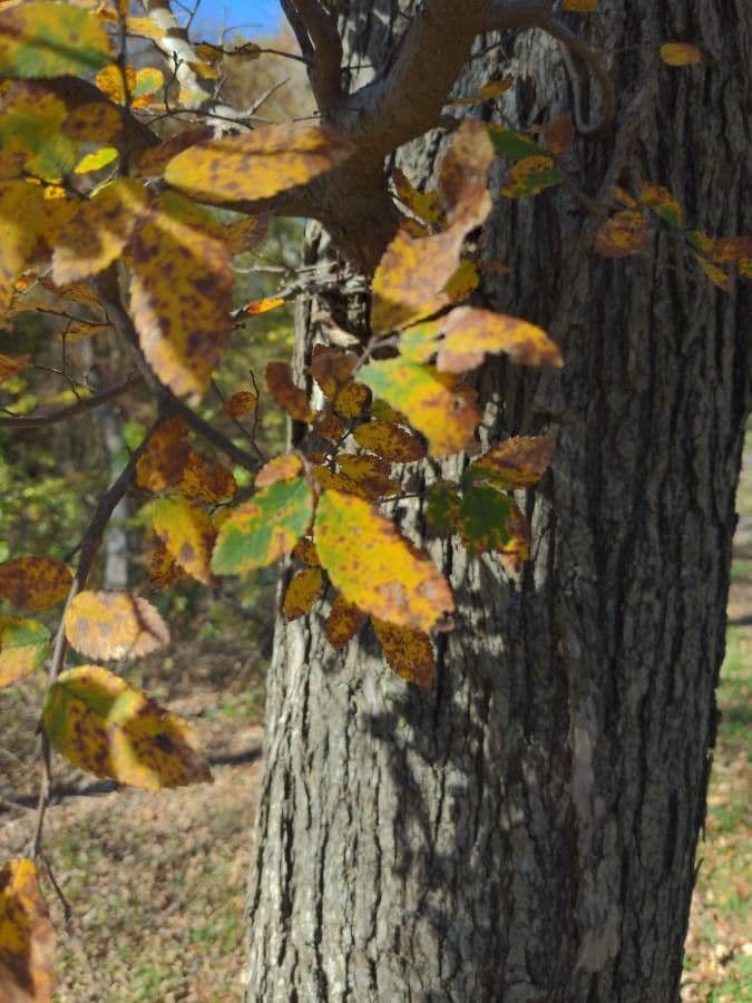 Ulmus crassifolia