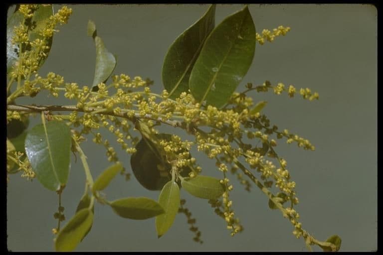 Quercus chrysolepis