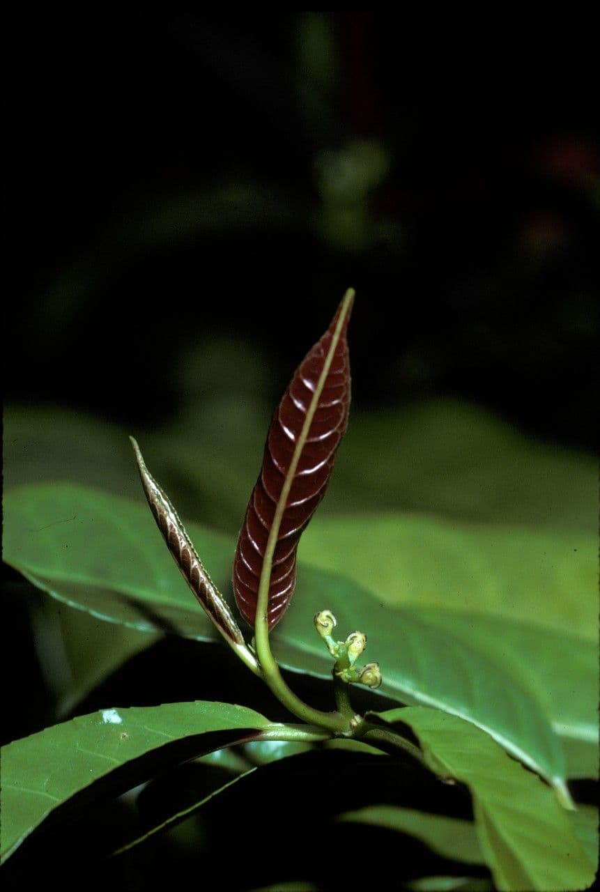 Excoecaria cochinchinensis