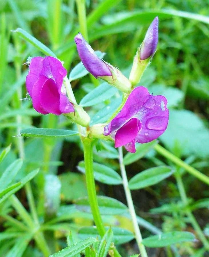 Vicia sativa