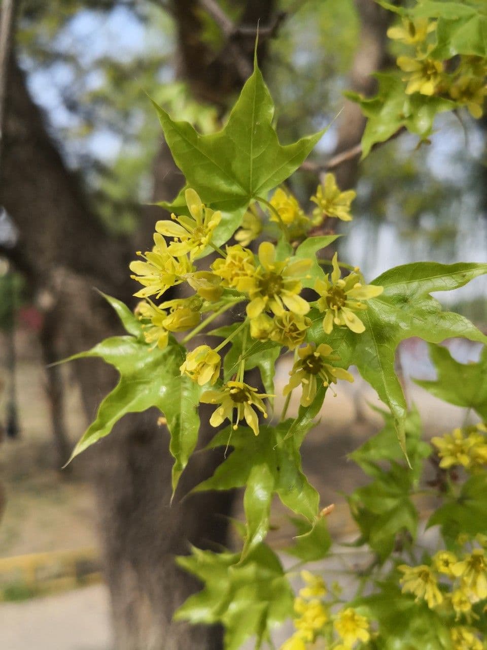 Acer truncatum