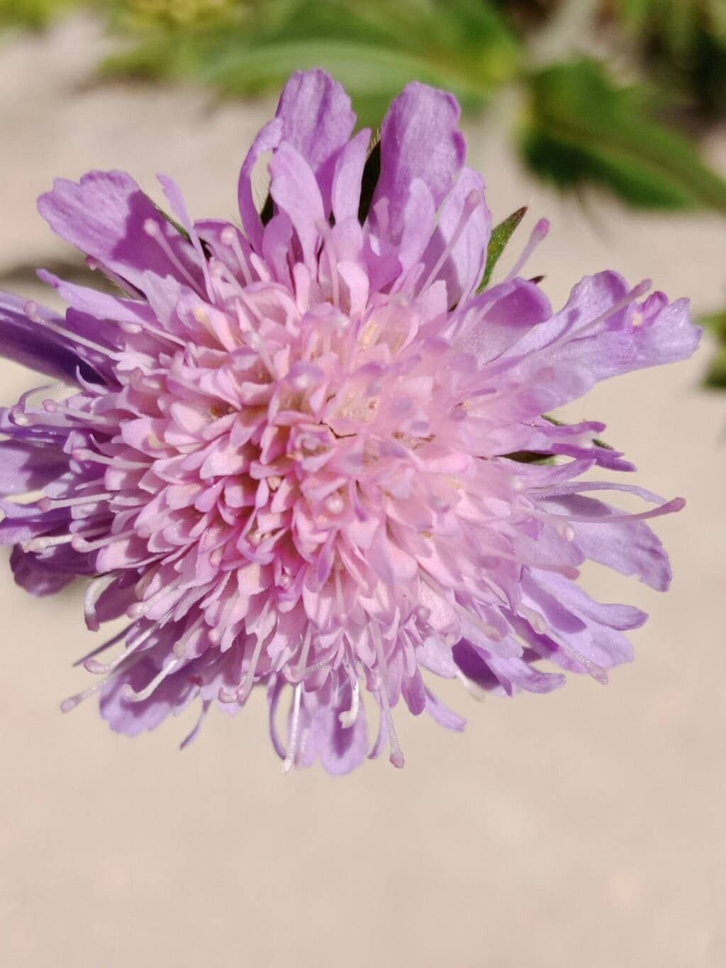 Knautia arvernensis