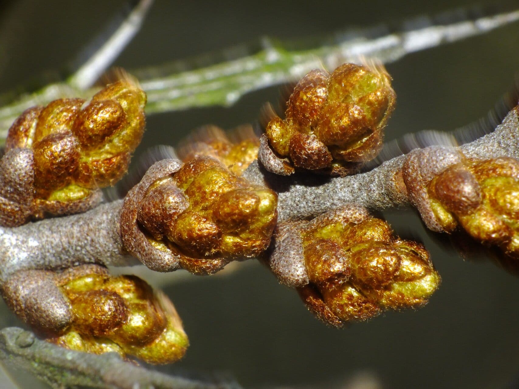 Hippophae rhamnoides