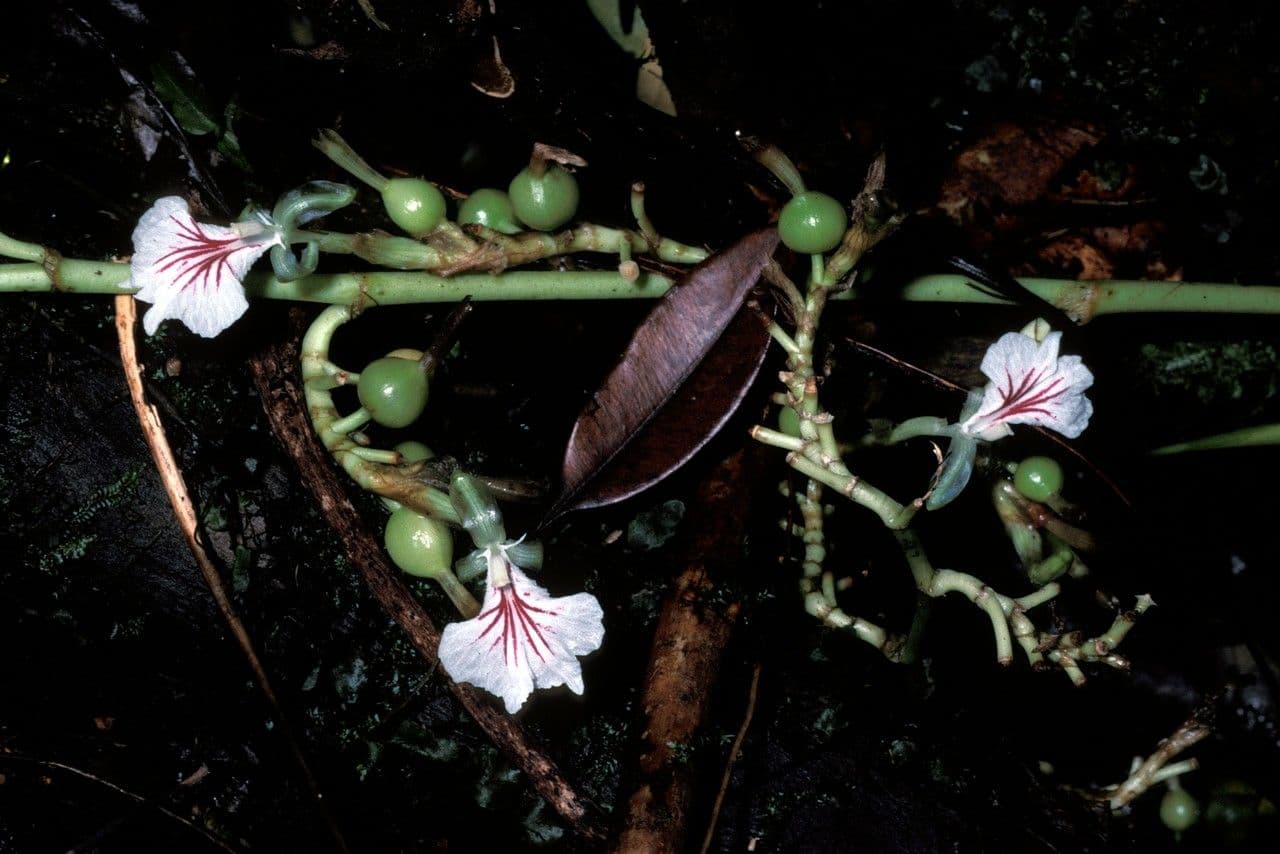 Elettaria cardamomum