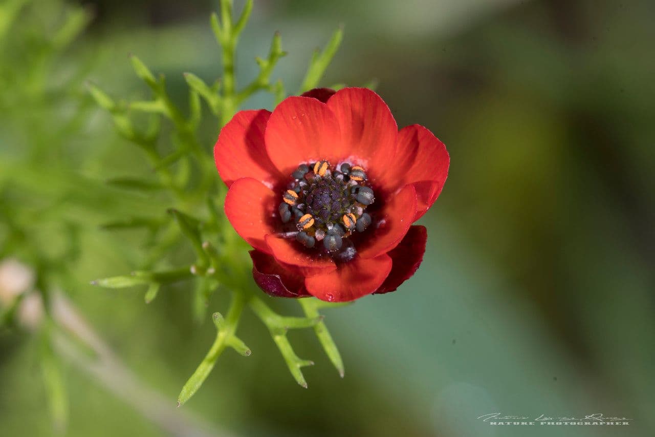 Adonis annua