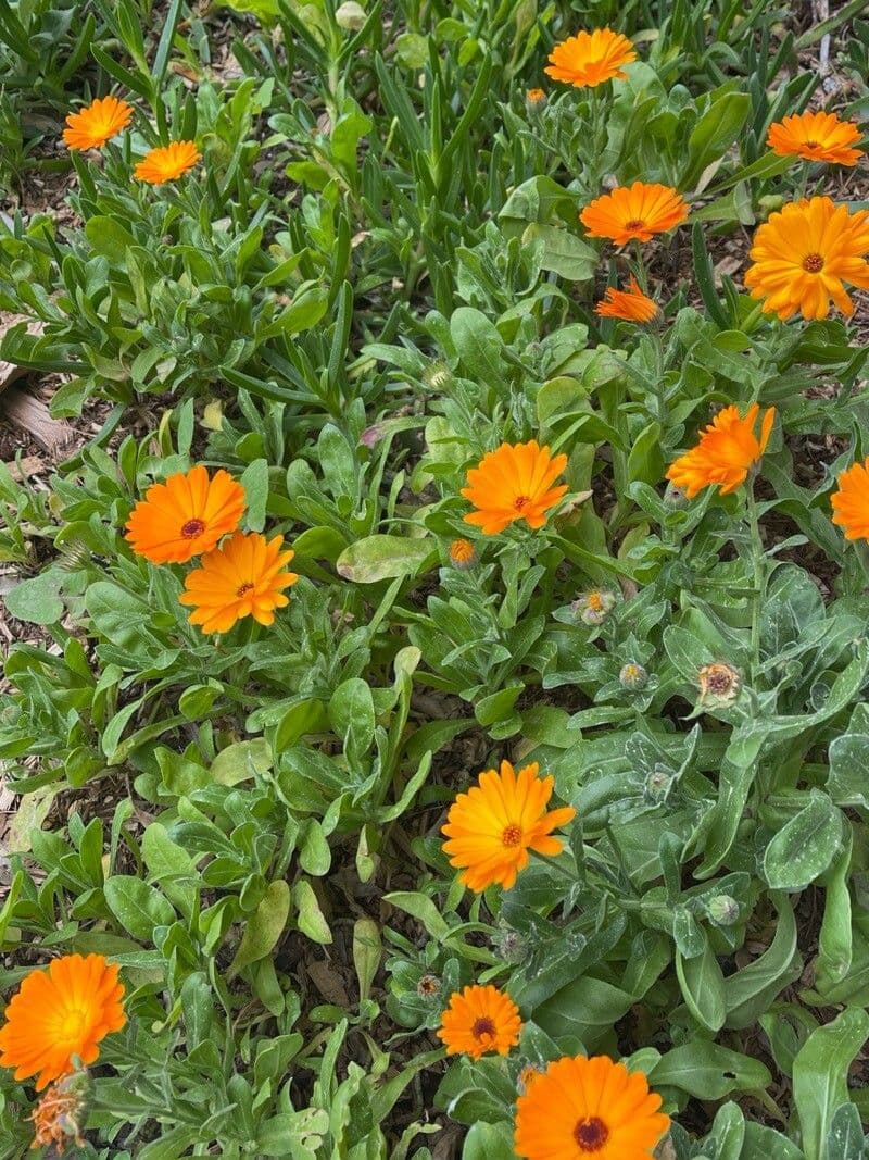 Calendula stellata