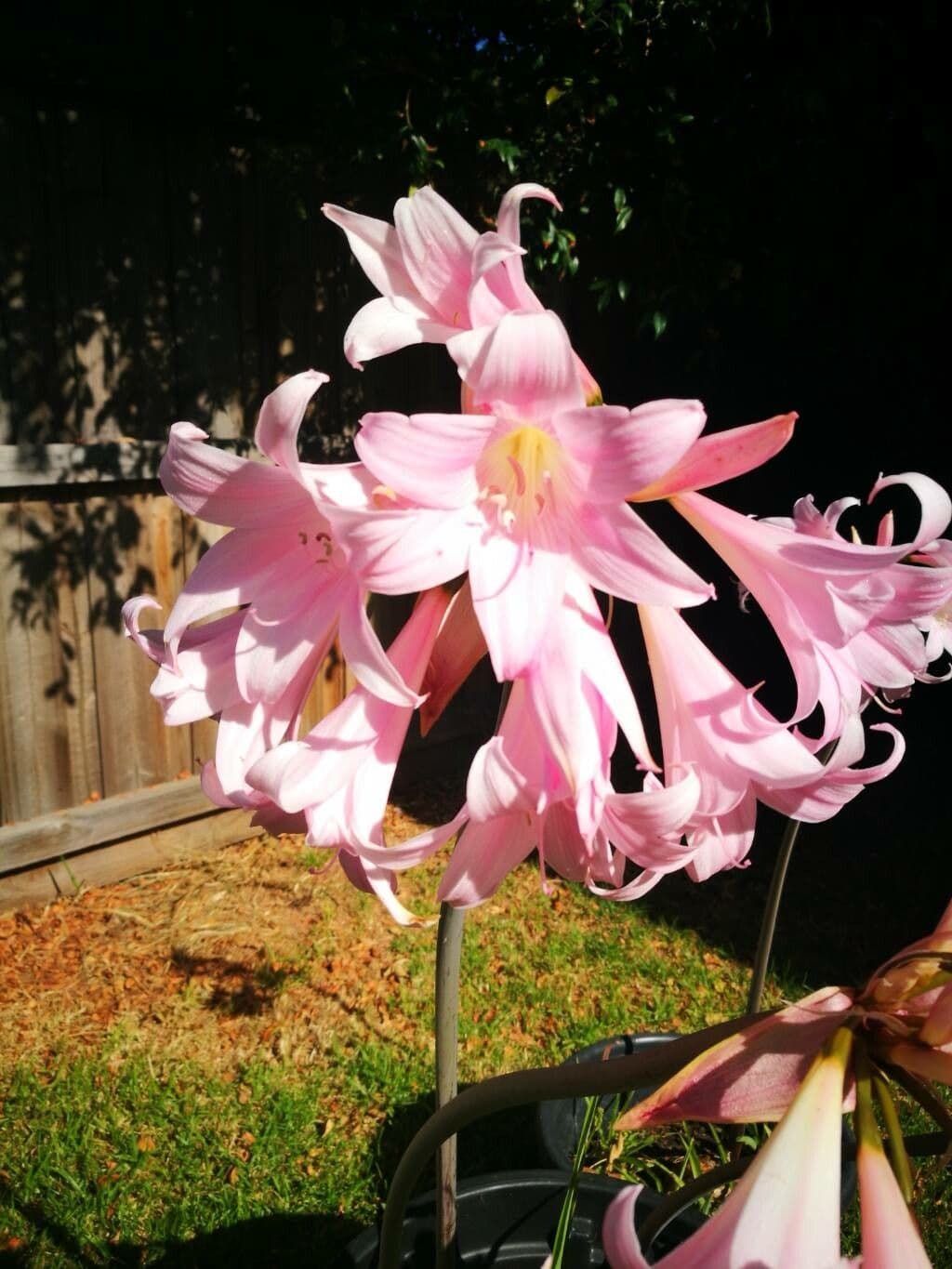 Amaryllis belladonna