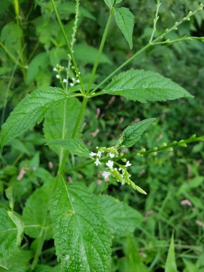 Verbena urticifolia