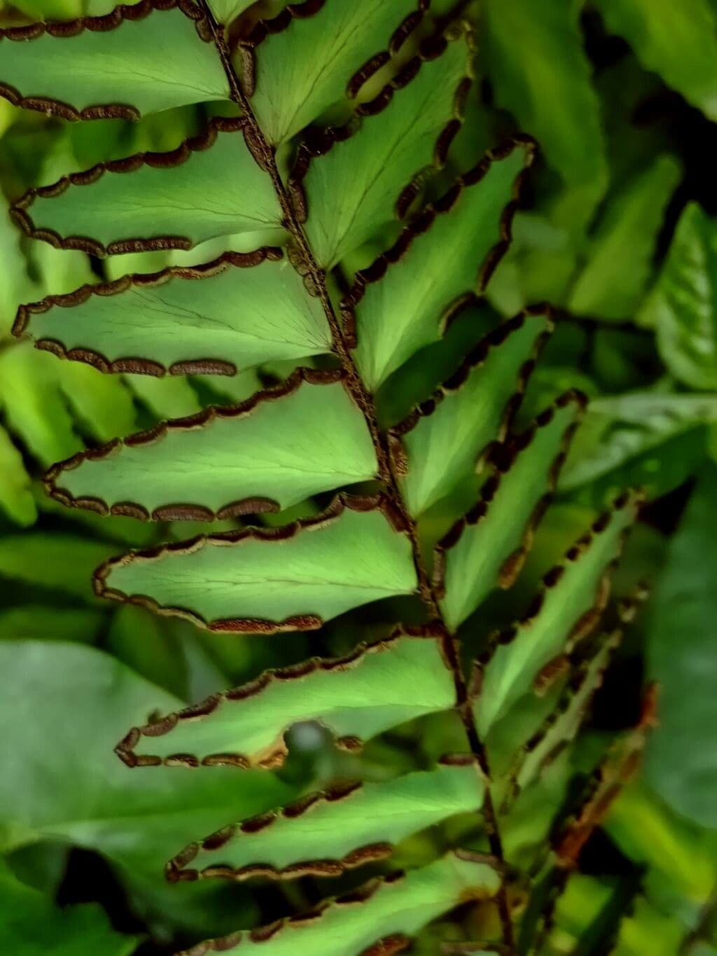 Adiantum latifolium