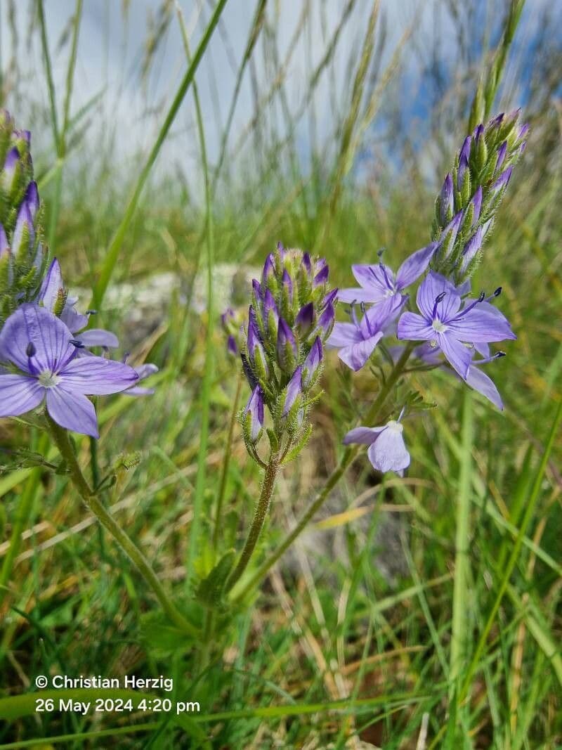 Veronica orsiniana