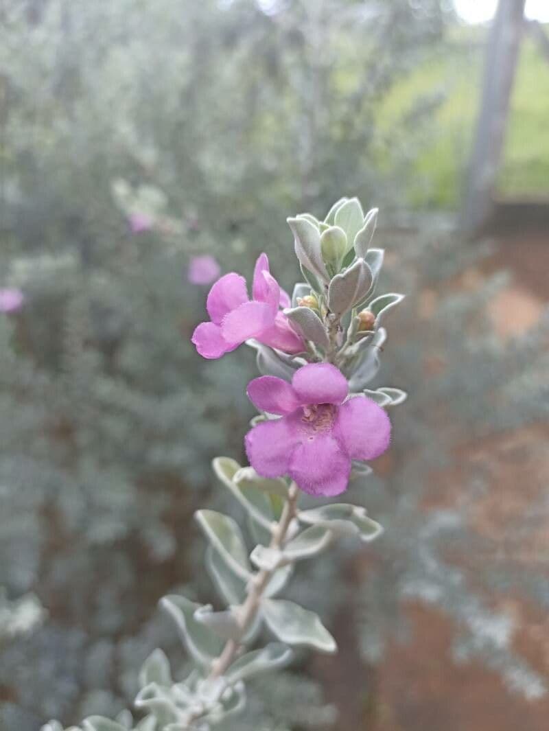 Leucophyllum candidum