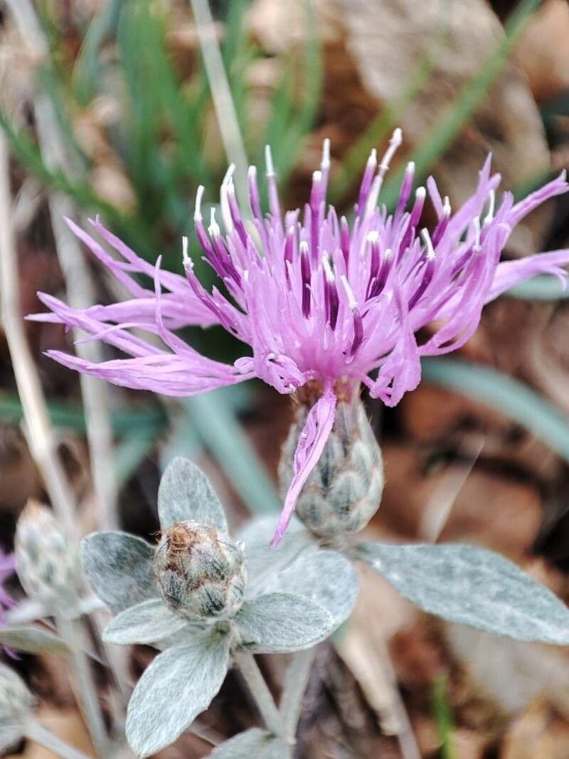 Centaurea cineraria