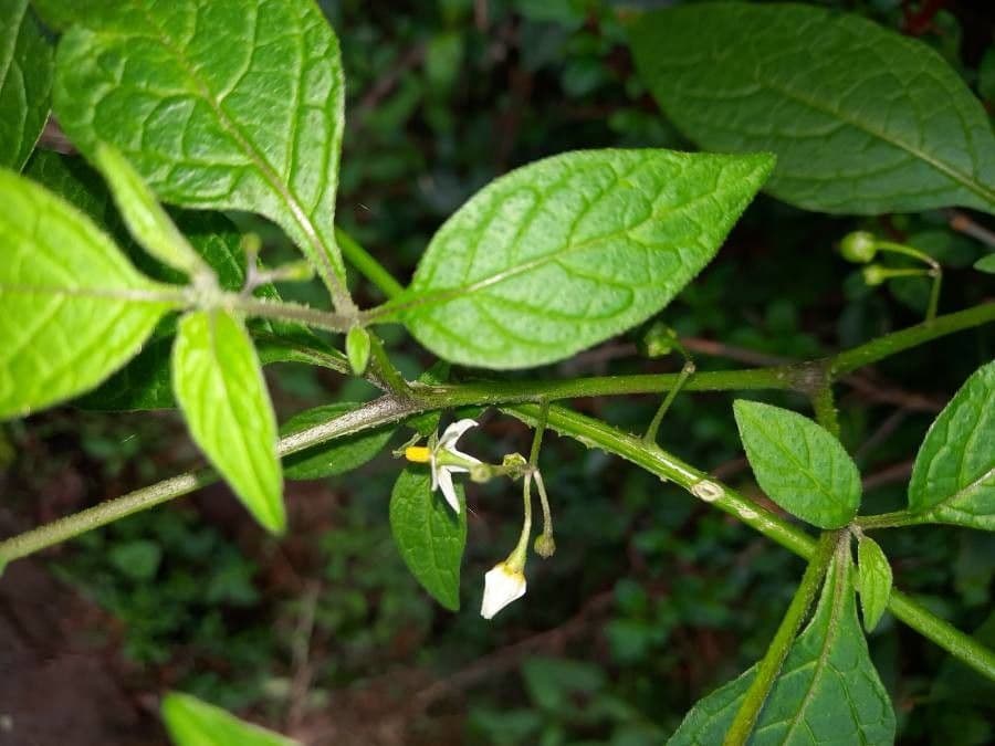 Solanum americanum