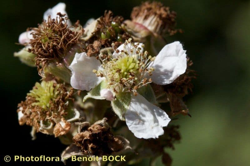 Rubus imbricatus