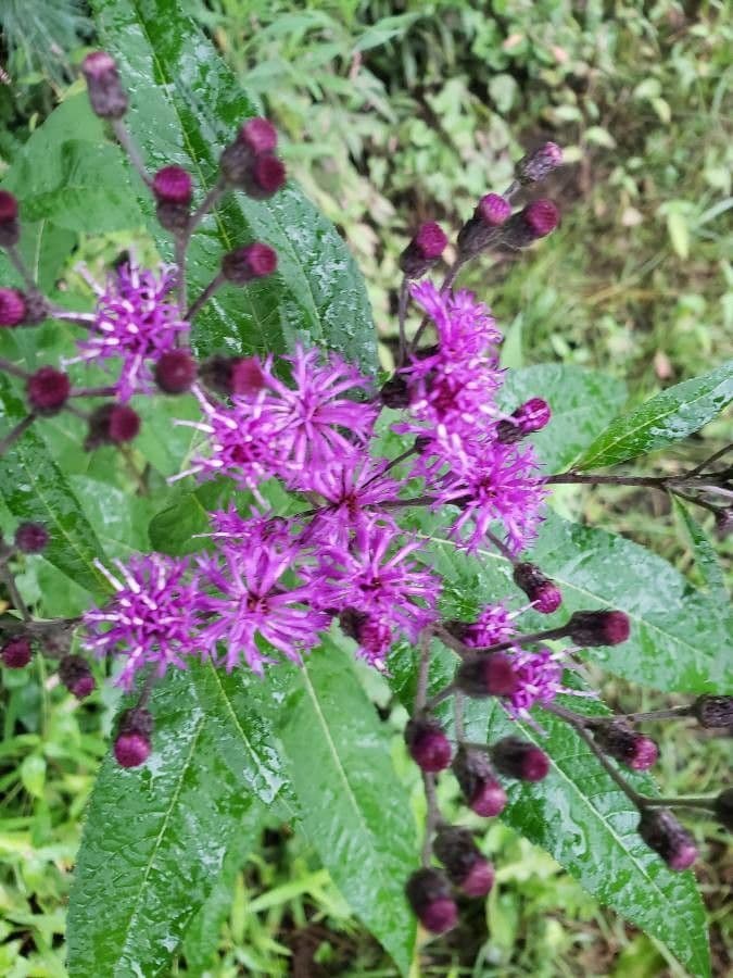 Vernonia noveboracensis