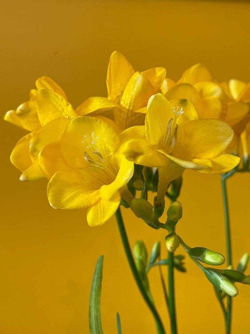 Freesia refracta