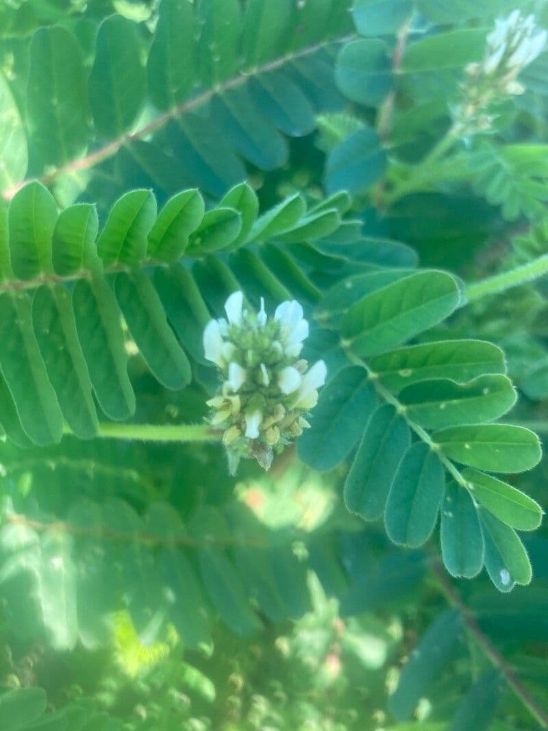 Astragalus boeticus
