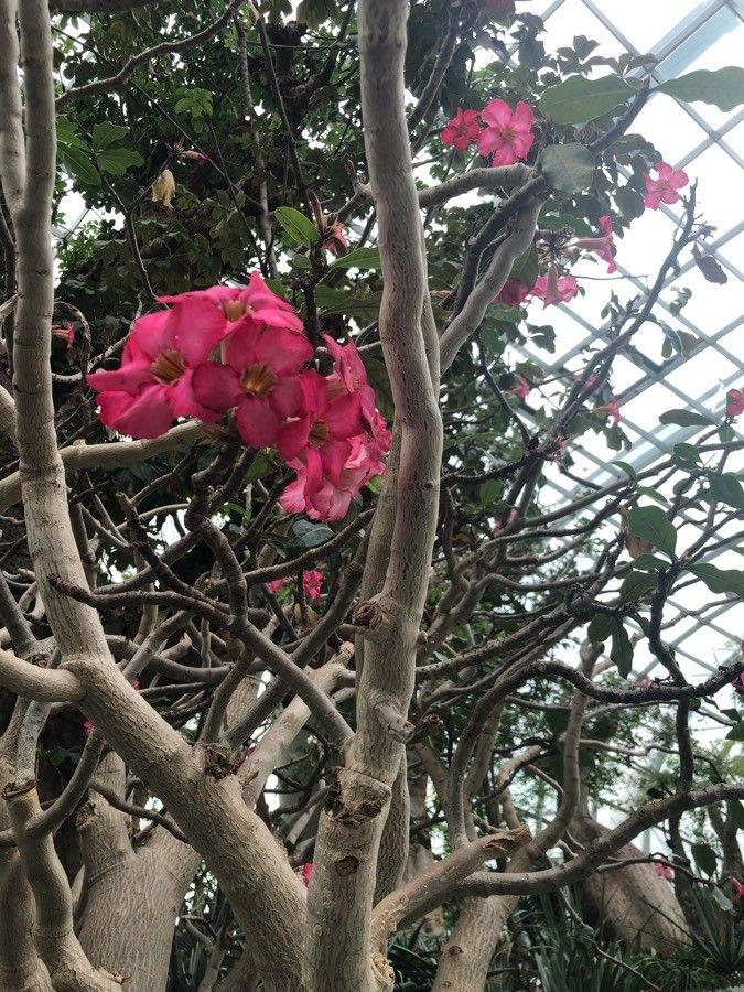 Adenium obesum