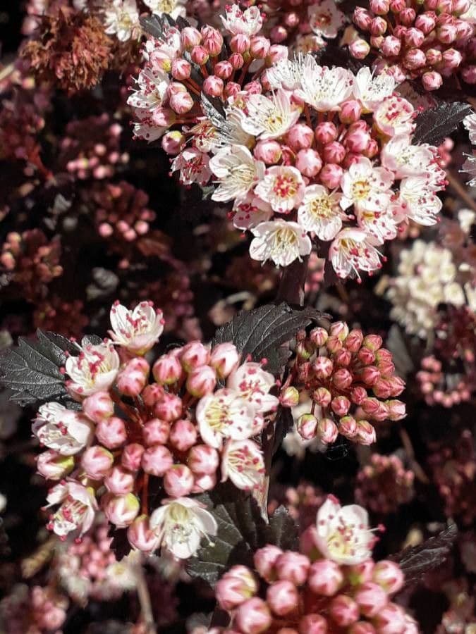 Physocarpus capitatus