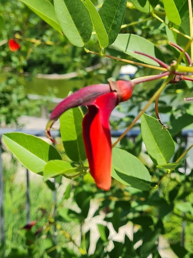 Erythrina crista-galli