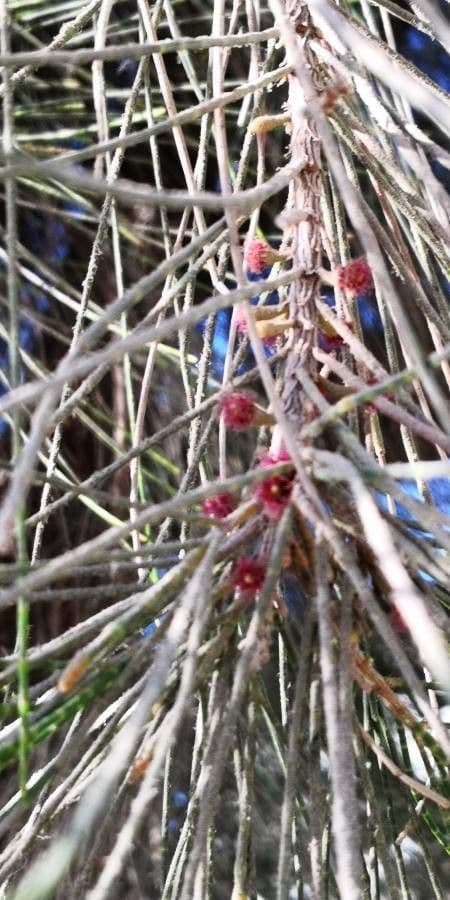 Casuarina equisetifolia