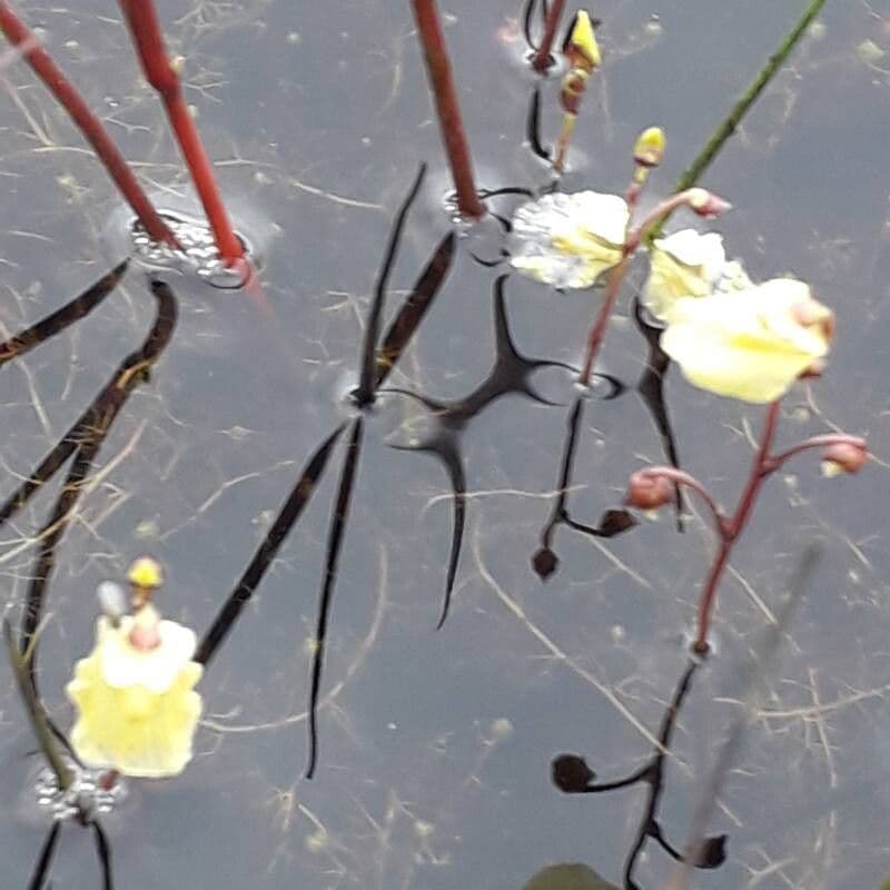 Utricularia minor